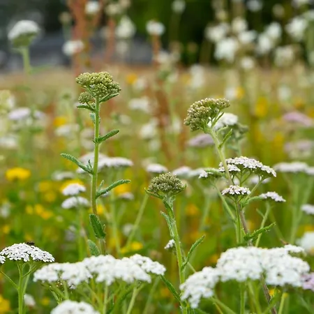 山林小屋 Hollicarrs - Hares Leap *