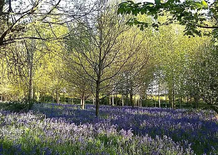 Hollicarrs - Hares Leap