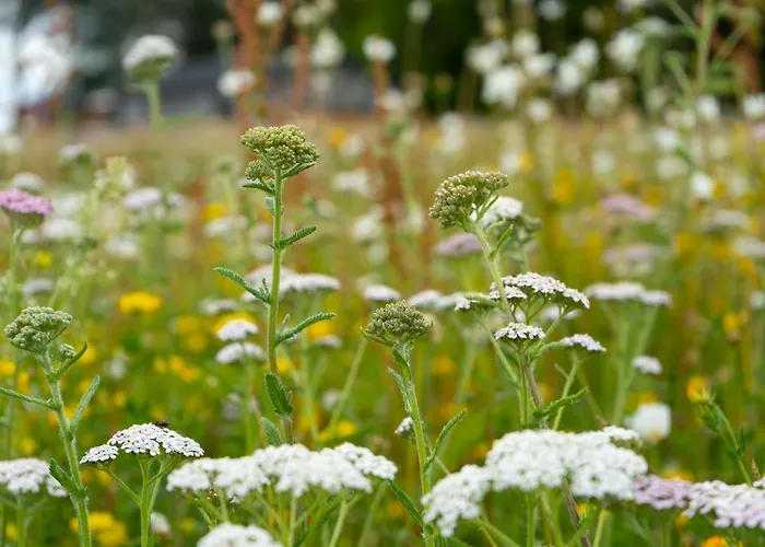 Lodge Hollicarrs - Hares Leap *